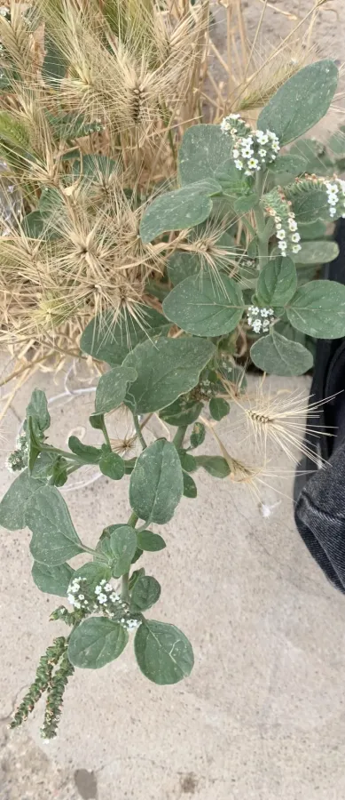 Heliotropium europaeum