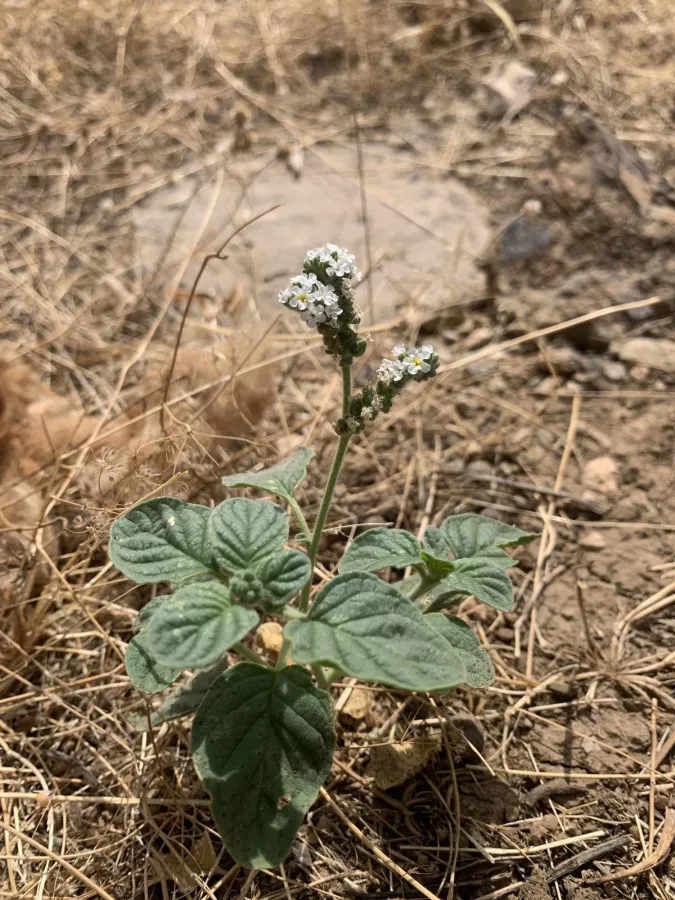 Heliotropium europaeum