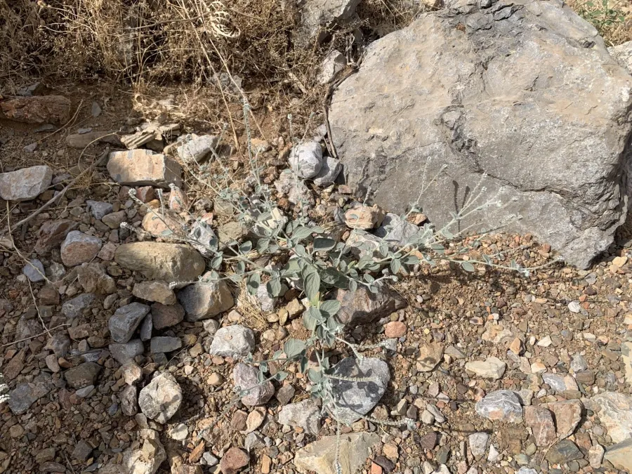 Heliotropium noeanum