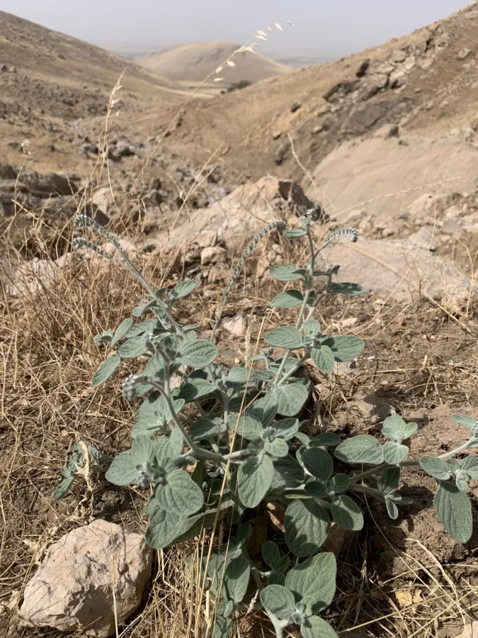 Heliotropium noeanum