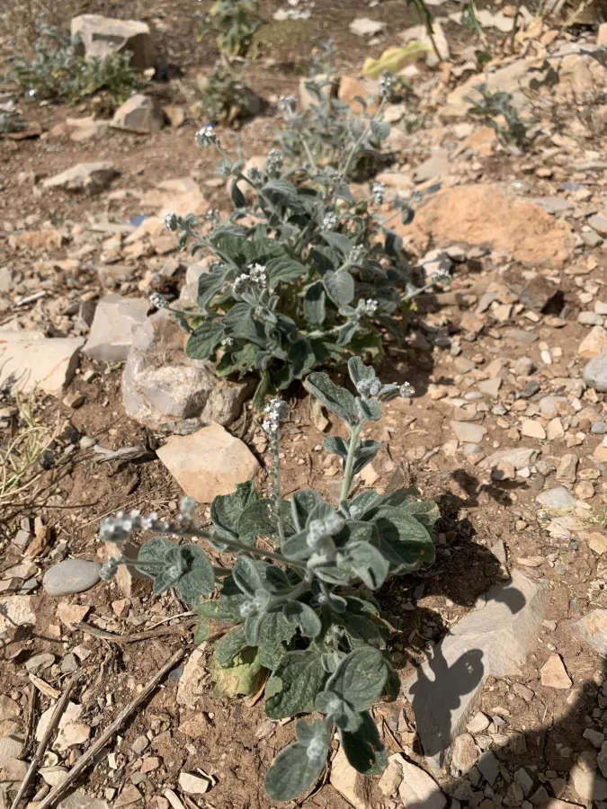Heliotropium noeanum
