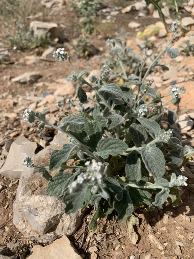 Heliotropium noeanum