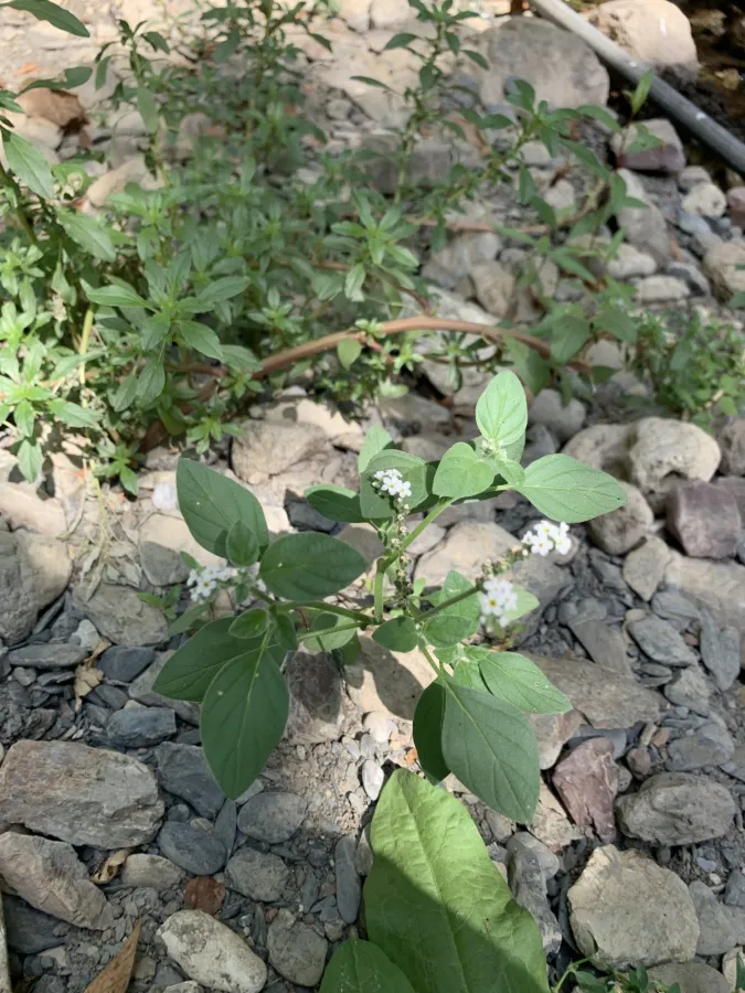 Heliotropium suaveolens