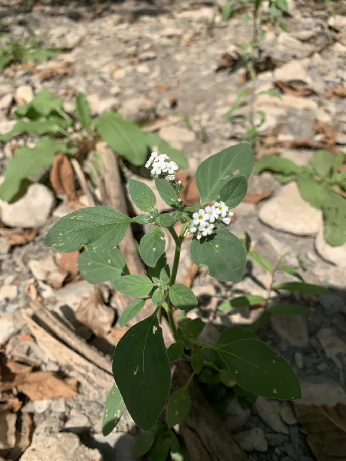 Heliotropium suaveolens