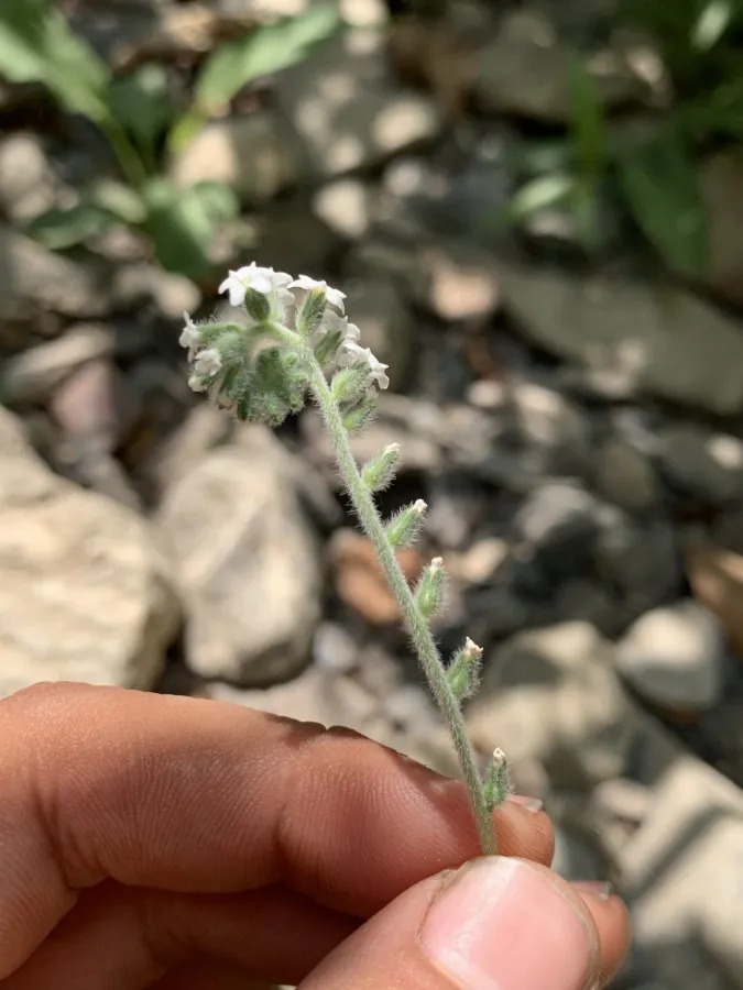 Heliotropium suaveolens