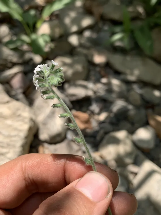 Heliotropium suaveolens