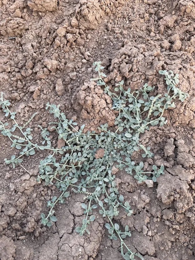 Heliotropium supinum