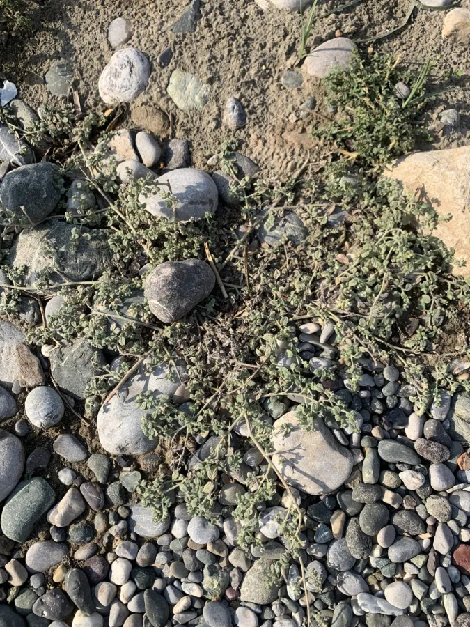 Heliotropium supinum