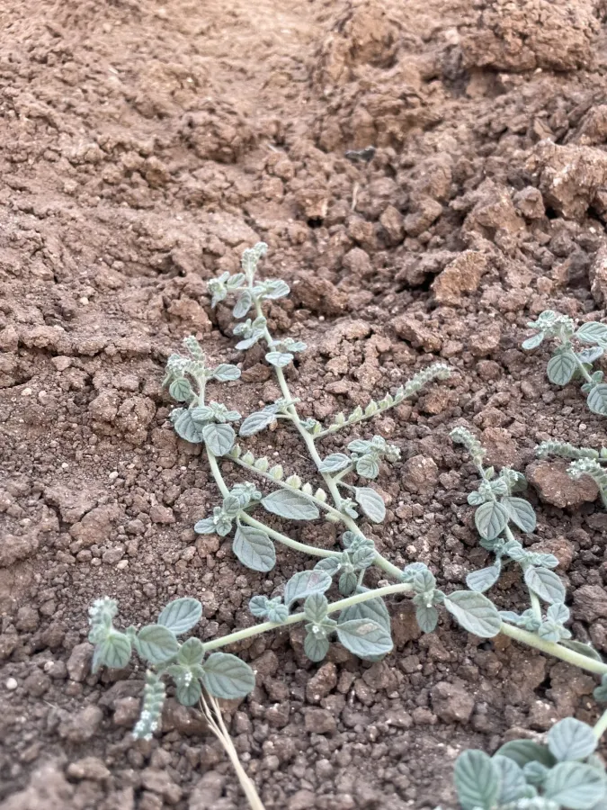 Heliotropium supinum