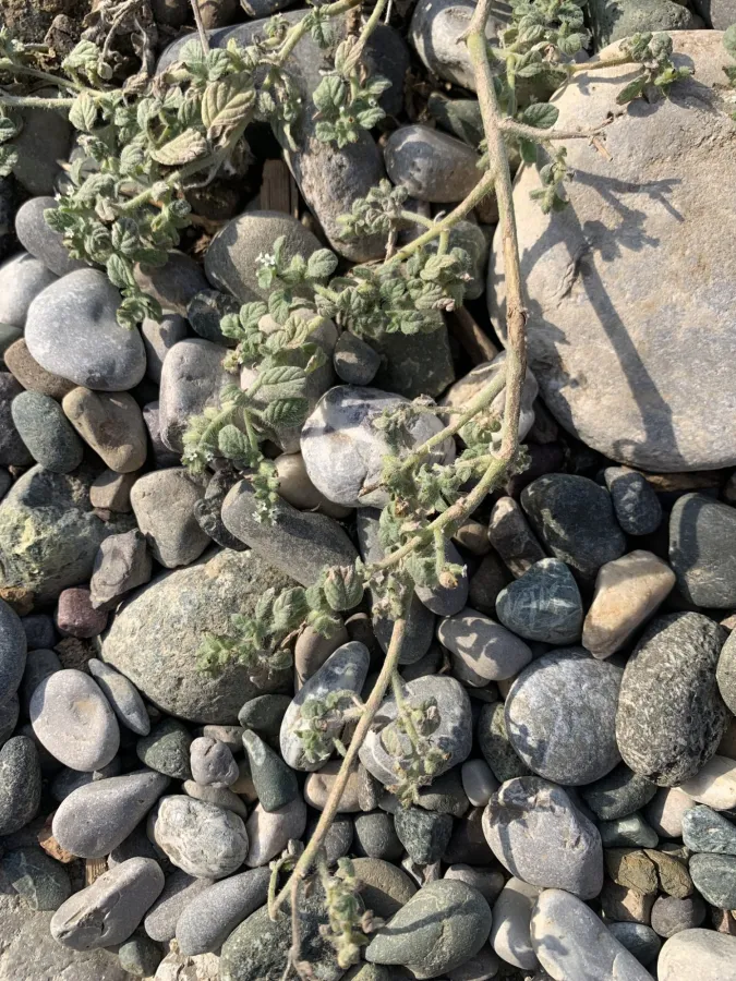 Heliotropium supinum