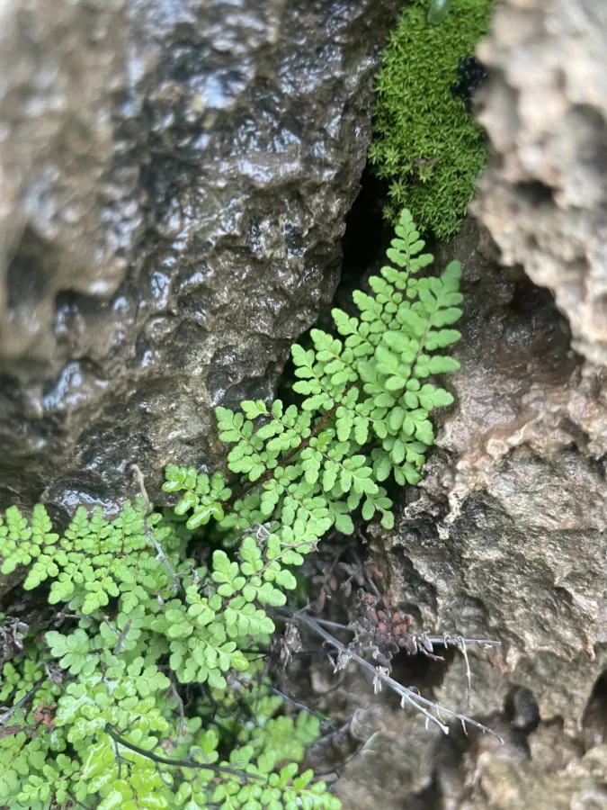 Hemionitis acrostica