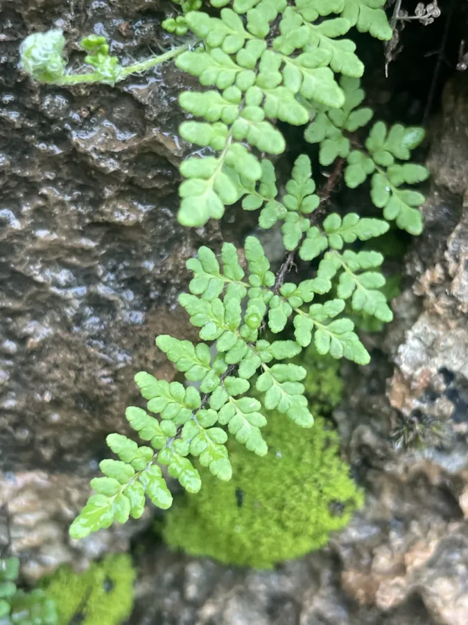 Hemionitis acrostica