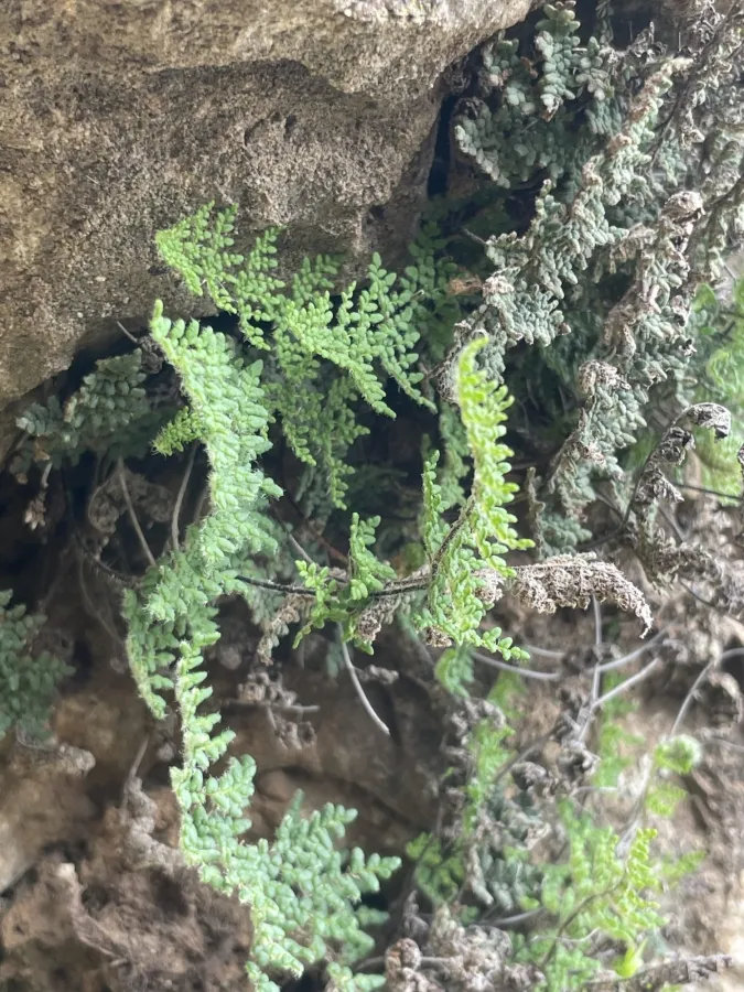Hemionitis persica