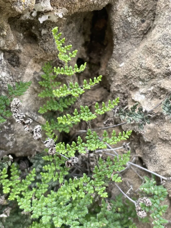 Hemionitis persica