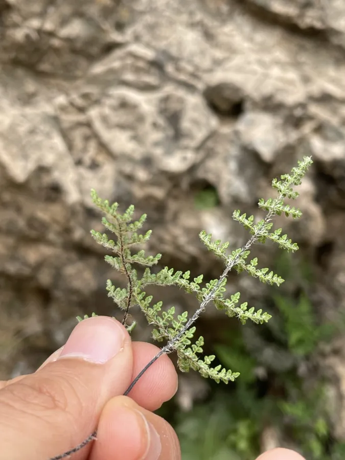 Hemionitis persica