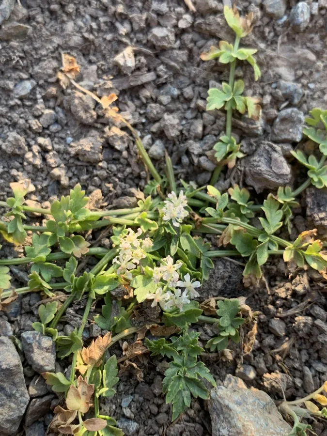 Heracleum rawianum