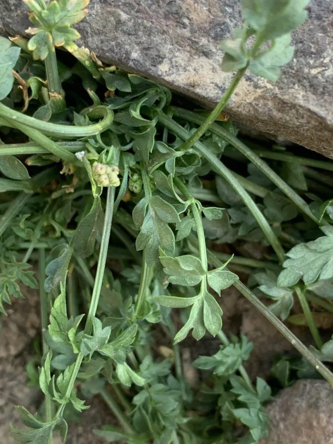 Heracleum rawianum