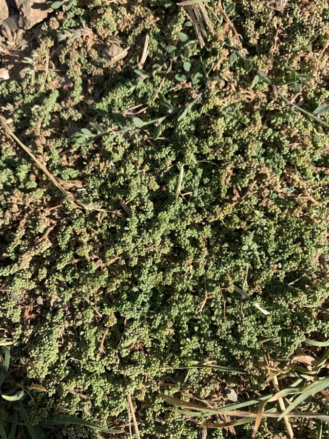 Herniaria caucasica