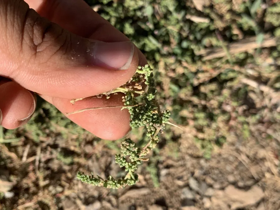 Herniaria caucasica