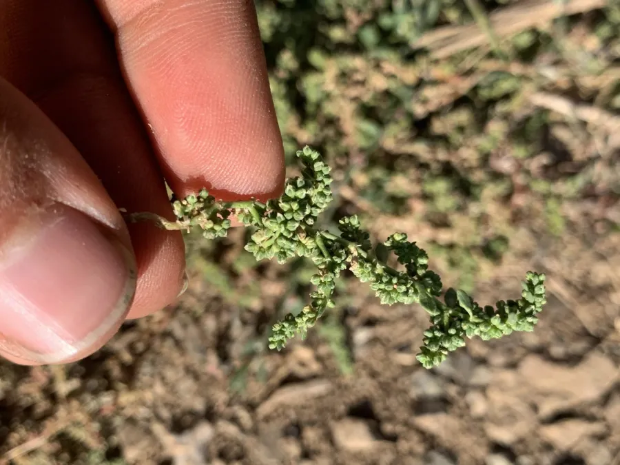 Herniaria caucasica