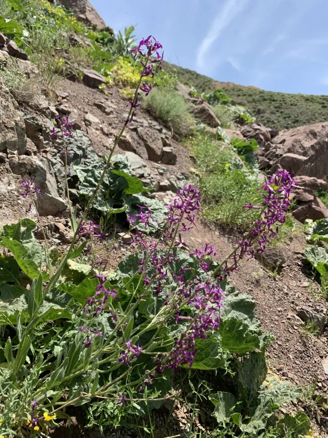 Hesperis kurdica