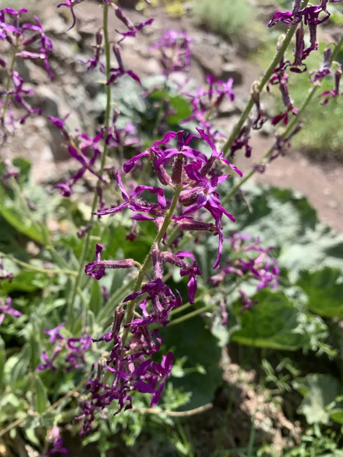 Hesperis kurdica
