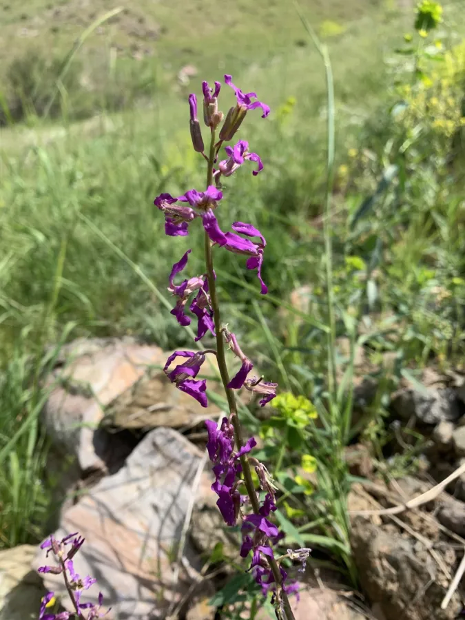 Hesperis kurdica