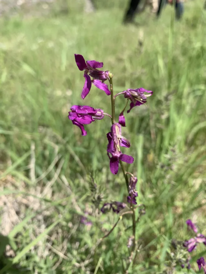 Hesperis kurdica