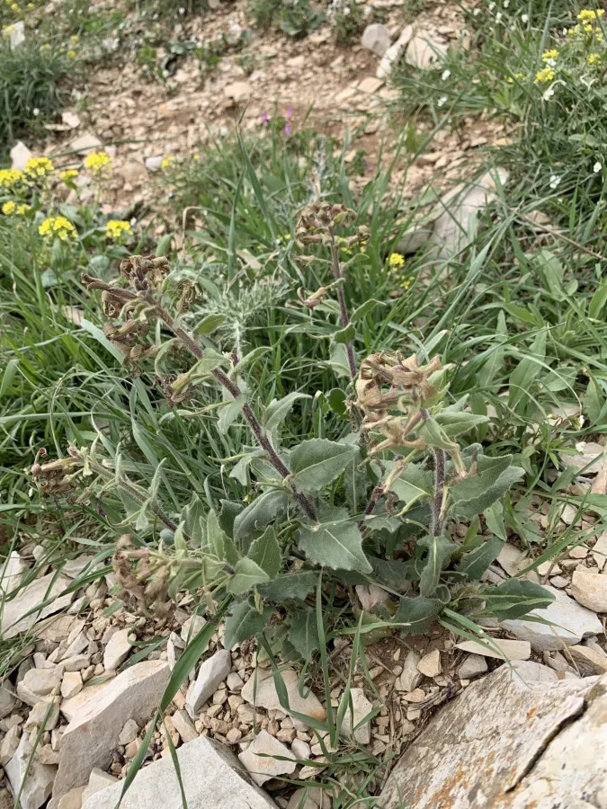 Hesperis odorata