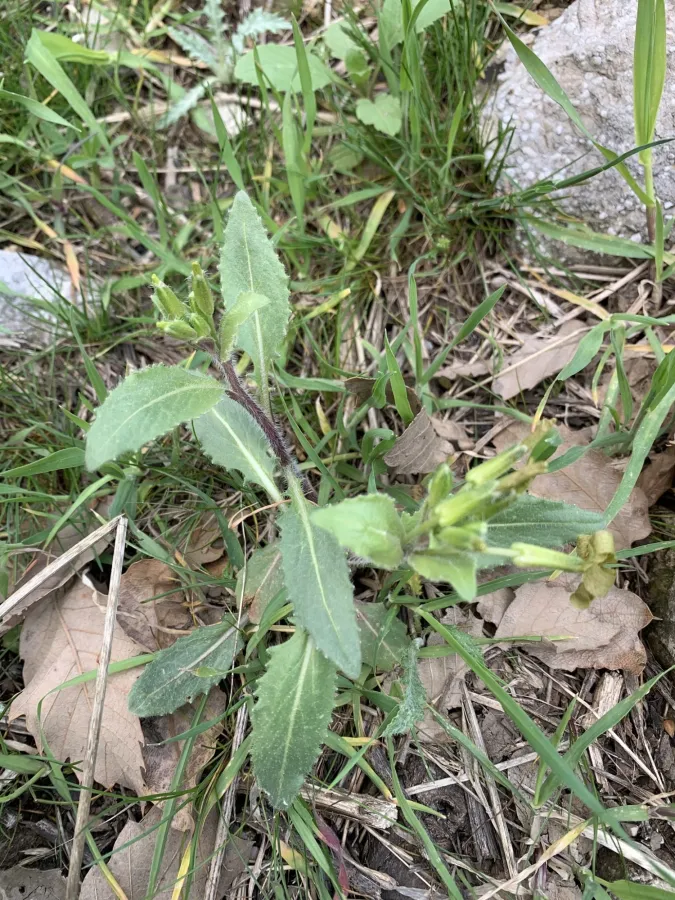 Hesperis odorata
