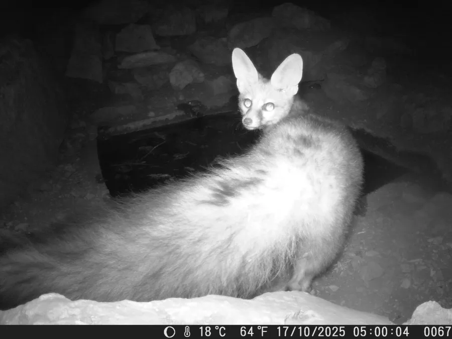 Blanford's fox