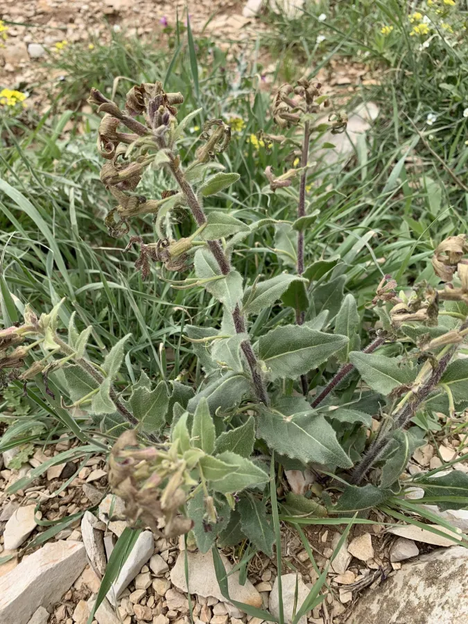 Hesperis odorata