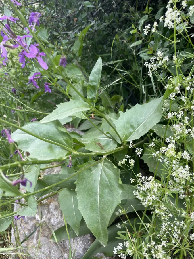 Hesperis straussii