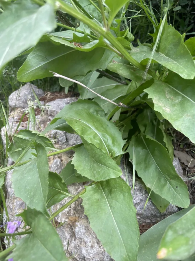 Hesperis straussii