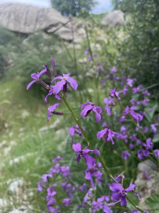 Hesperis straussii