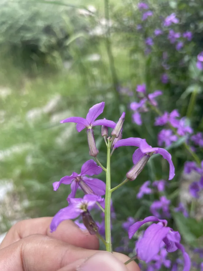 Hesperis straussii