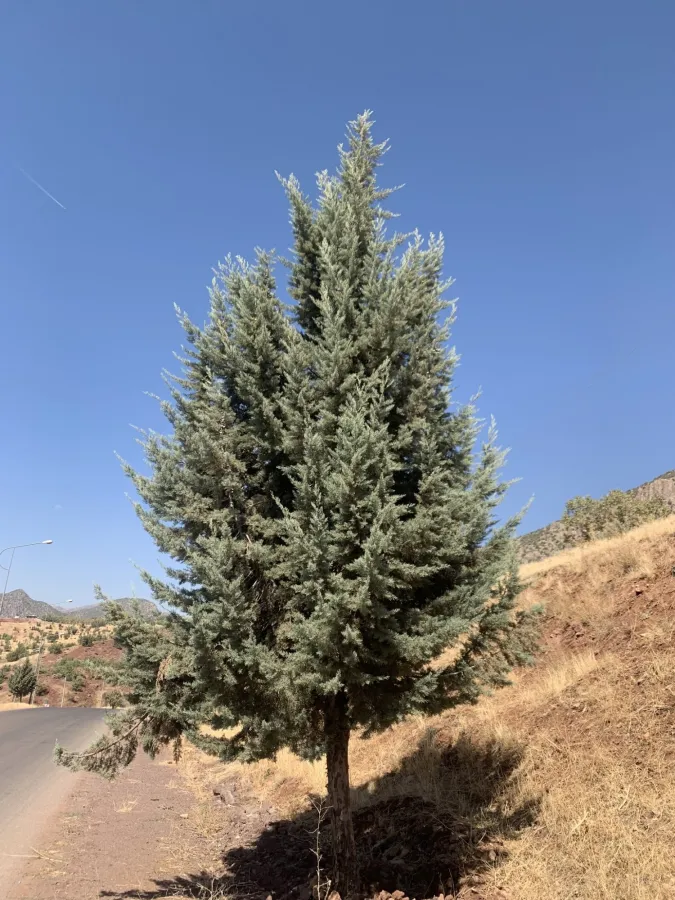 Hesperocyparis arizonica