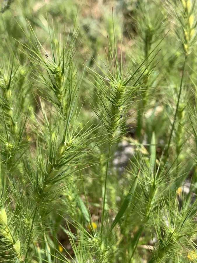 Heteranthelium piliferum