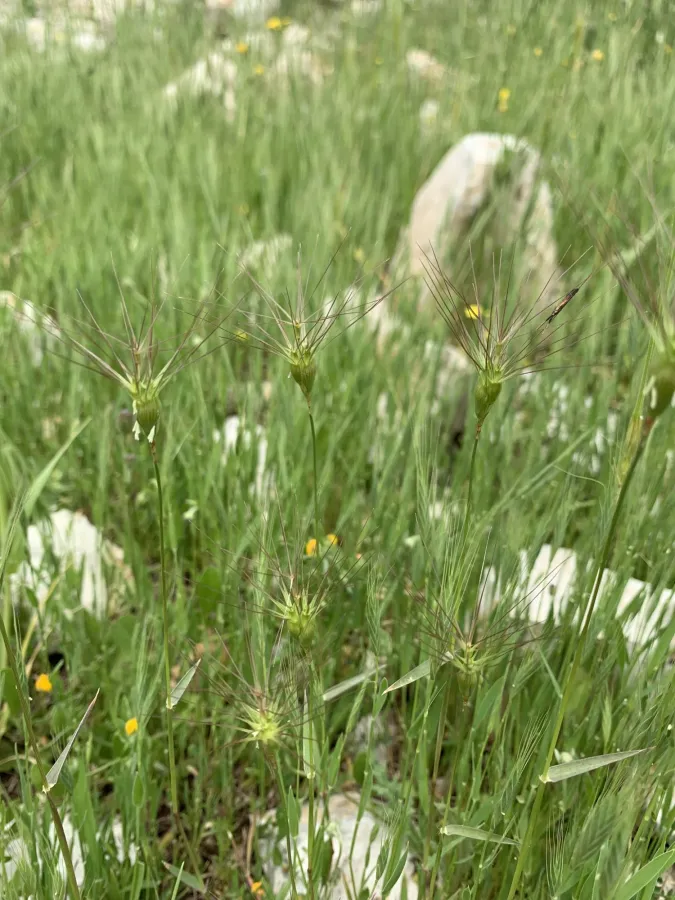 Heteranthelium piliferum