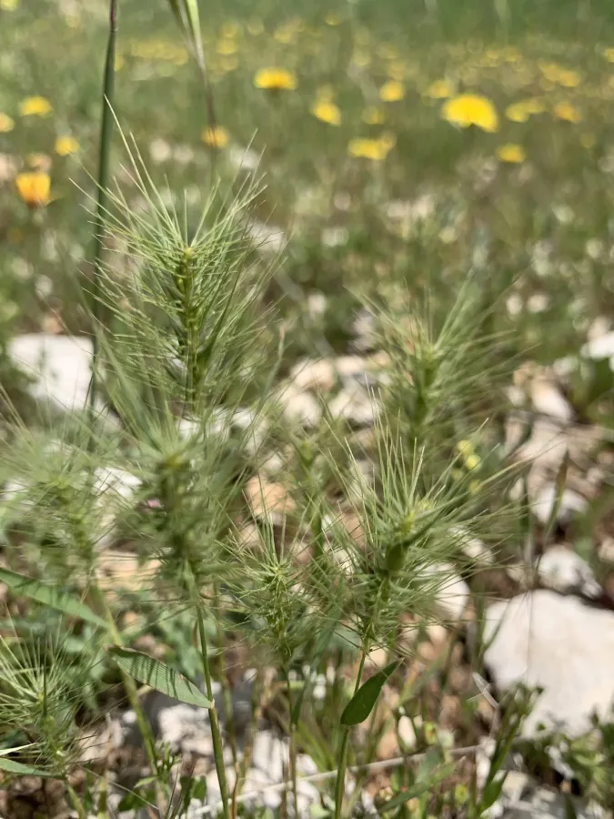 Heteranthelium piliferum