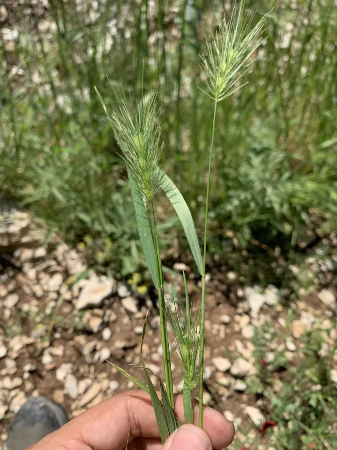 Heteranthelium piliferum