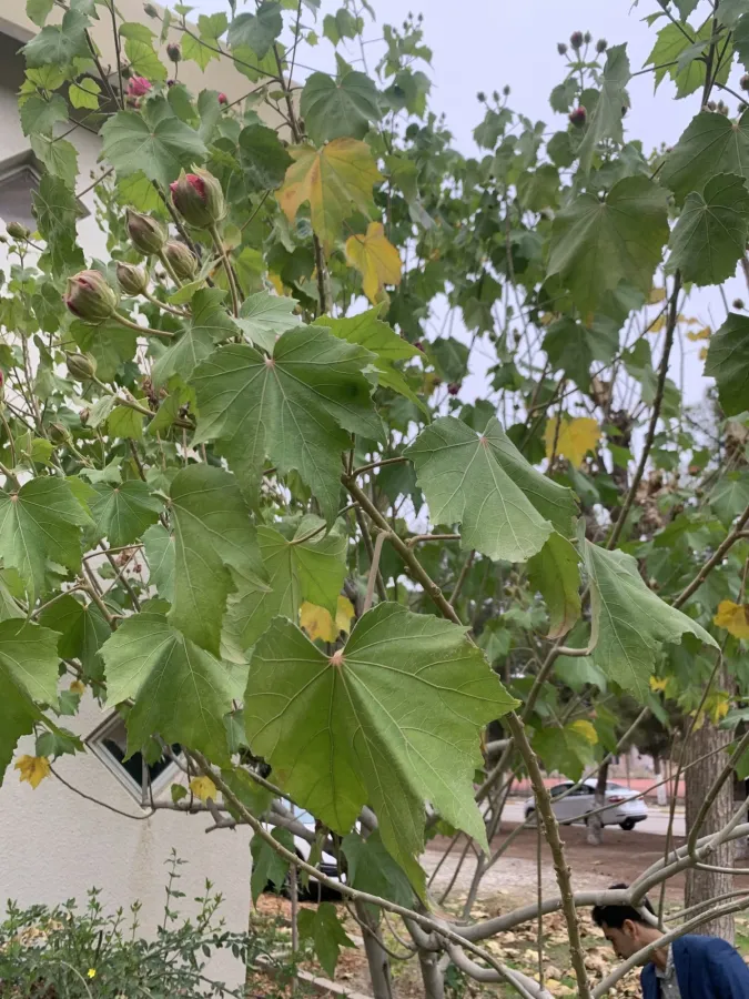 Hibiscus mutabilis