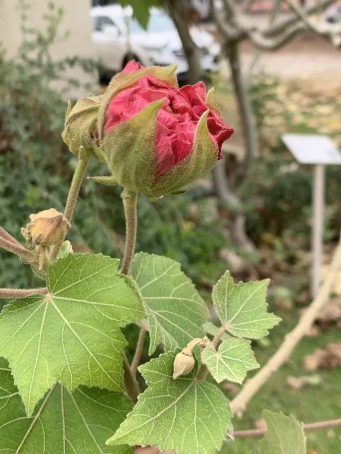 Hibiscus mutabilis