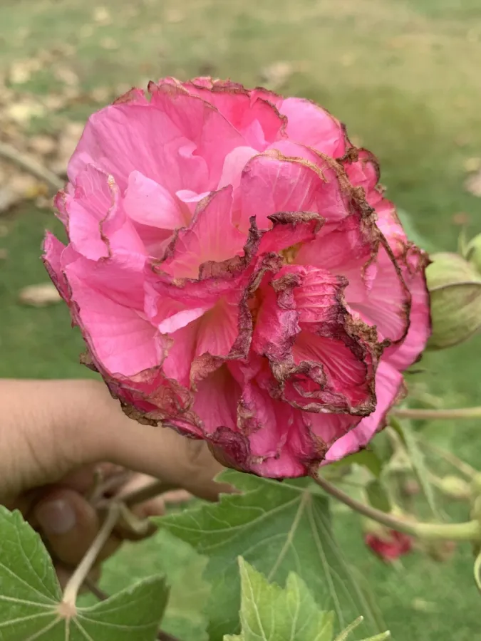 Hibiscus mutabilis