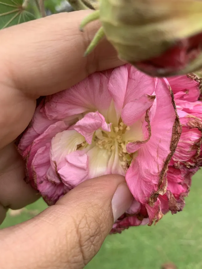 Hibiscus mutabilis