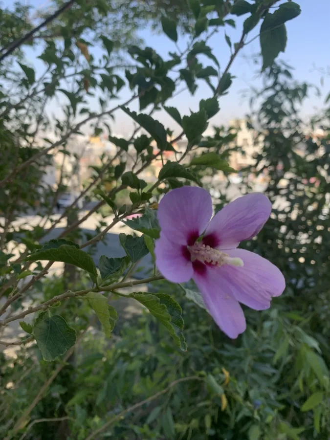Hibiscus syriacus