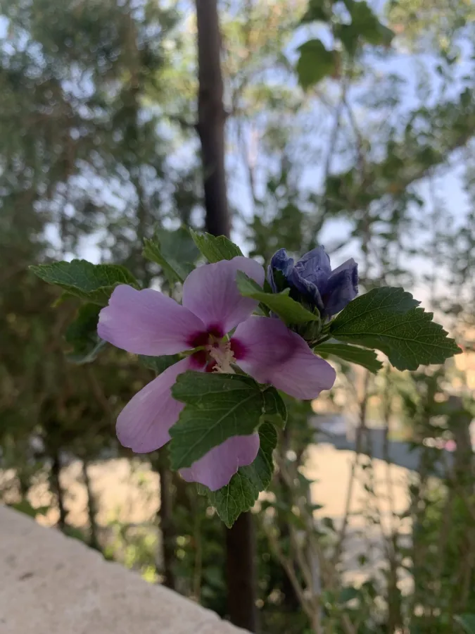 Hibiscus syriacus