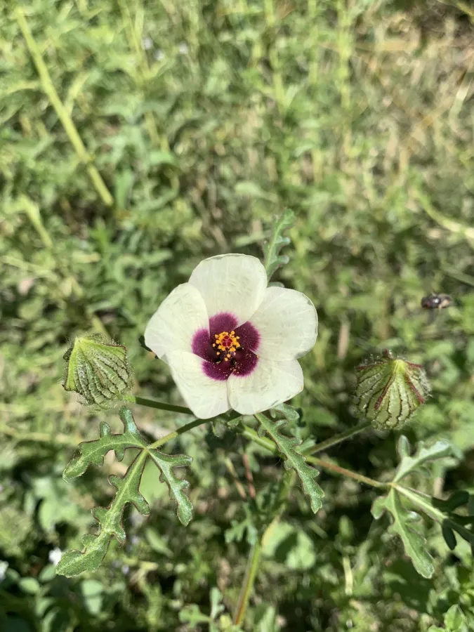 Hibiscus trionum