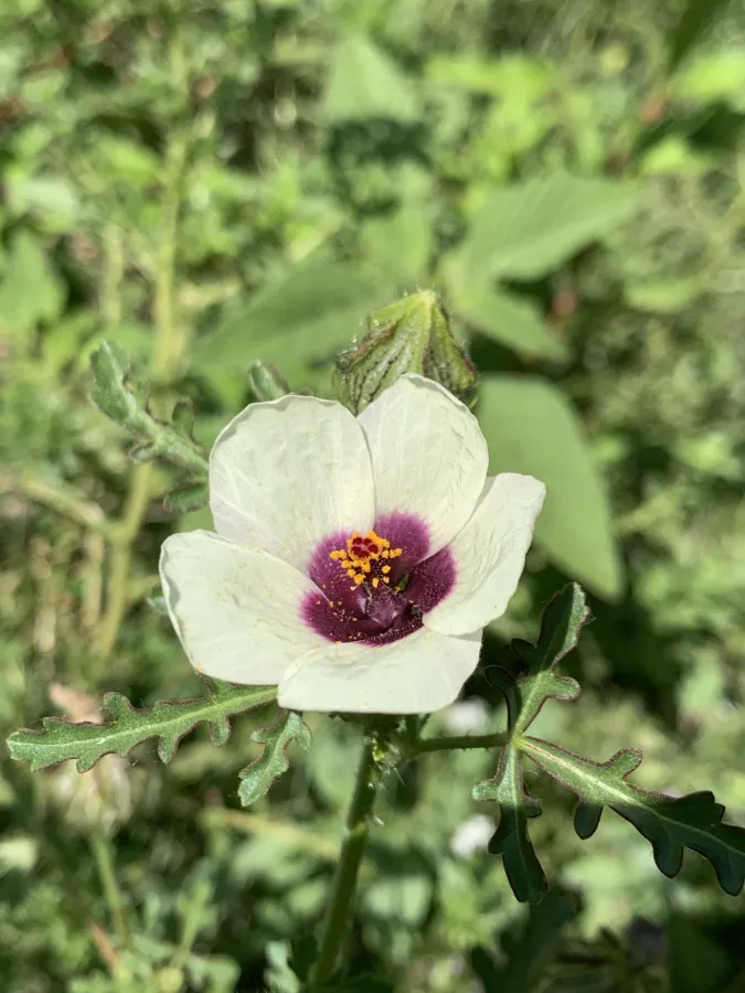 Hibiscus trionum
