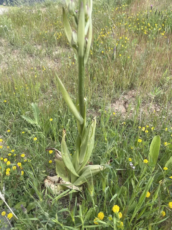 Himantoglossum caprinum
